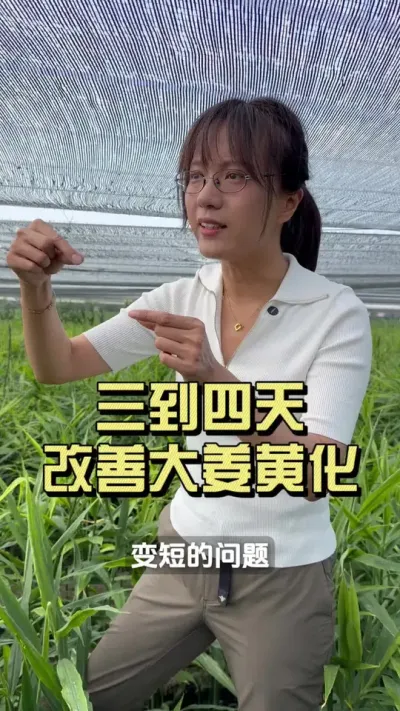 ��Ҷ�ƻ����س�����������������Ÿ��ƣ�#��ũ������2025 #������ѧũ�� #�����ػ��� #��ݪֲ #�ƻ�