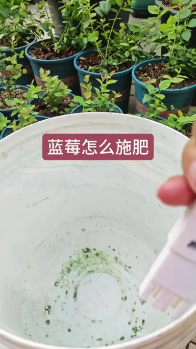 种蓝莓怎么施肥，蓝莓的施肥方法#蓝莓施肥 #蓝莓养护 #蓝莓种植 #盆栽蓝莓 #蓝莓种植技术