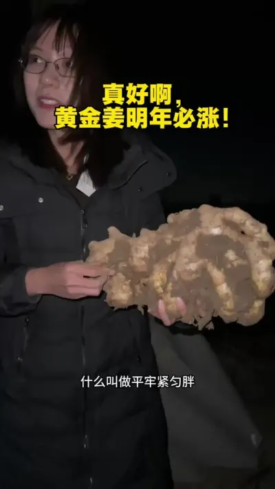 ���������ײͿͻ��Ľ������Ӿ������˼��鶼��˫Ƭ��ԲͷҲԲ�ú������ƣ��ƽ𽪱��ǣ������Ľ�����׬Ǯ��#��ũ������2025 #�����ػ��� #������ѧũ�� #��ݪֲ