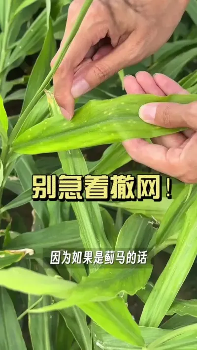 ����ǰ��һ��ע�������������Щ�����ż���ҶƬ��������&hellip;&hellip;#��ũ������2025 #�����ػ��� #������ѧũ�� #��ݪֲ