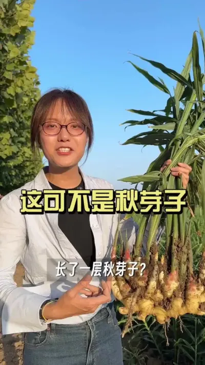 ���ڴ󽪵Ĺ����ص㣡#��ũ������2025 #������ѧũ�� #�����ػ��� #��ݪֲ #��ũ