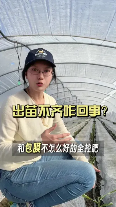 出苗不齐是怎么回事？#新农人计划2025 #抖音助农扶农 #大姜种植 #乡村生活家 #来抖音学农技