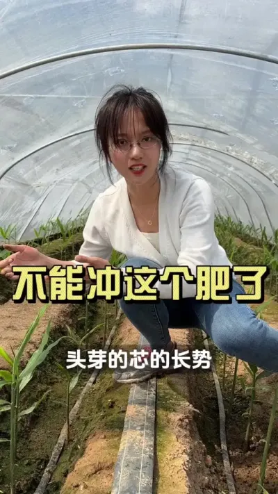 这个时候就不能冲这个肥了！#新农人计划2025 #抖音助农扶农 #乡村生活家 #来抖音学农技 #大姜种植