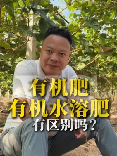 �л��ʺ��л�ˮ�ܷʵ����������ò���æ�� #ũҵ #ũҵݪֲ #�л��� #�л�ˮ�ܷ��� #�л�