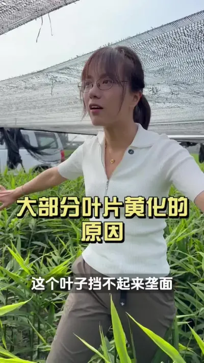 �󲿷ֵĻ�Ҷ�ƻ������������Ե��ԭ��&hellip;&hellip;����Ӧ����ô�������#��ũ������2025 #�����ػ��� #������ѧũ�� #��ݪֲ