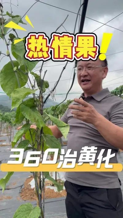 ������Ļƻ���ͷ���ǲ�����û�кõĽ���ƻ���Ҫ�����������360�ƻ�������ĸ�ϵ�������¼�������Ч���Ӷ��ָ�ֲ�곤�������ƻ���ͷ��#�����#ũҵ�����ƹ�#ũҵݪֲ#��ũ