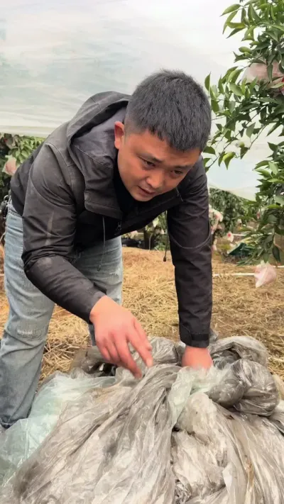 ��Ĥ���ɴ��Ӻ��#��ũ #ũҵݪֲ #��Ĥ���ɴ� #�����Ƽ�?