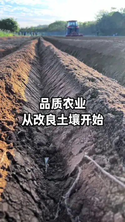 Ҷ������������Ҳ��̫���������������������Ʒ�ʵ����������Լ���#�������� #Ҷ��� #�л��� #ũҵݪֲ #ݪֲ��