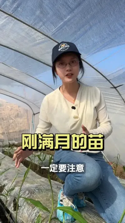 刚满月的苗子可要照顾好！#新农人计划2025 #抖音助农扶农 #大姜种植 #乡村生活家 #来抖音学农技
