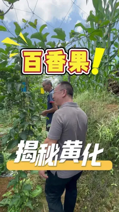 ��������ܻƻ���ͷ����������Ե��ԭ�����÷ʹ��ർ�µ���#�����#ũҵݪֲ#��ũ#�����ݪֲ����