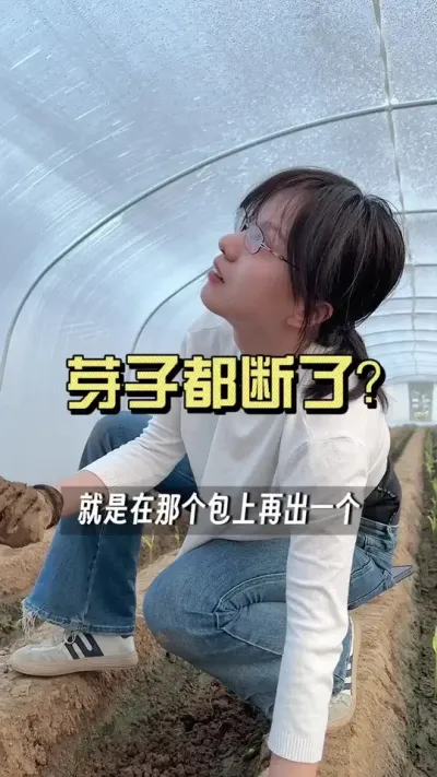 苗子咋都断了？#新农人计划2025 #抖音助农扶农 #大姜种植 #来抖音学农技 #乡村生活家