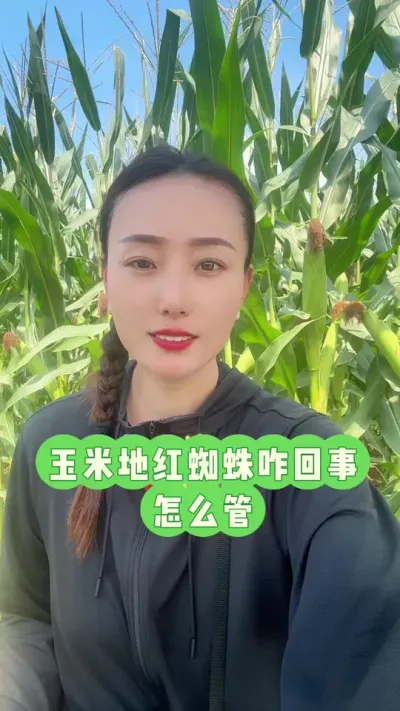 ���׵غ�֩��զ��������ô�� ��֩�������Ѿ����˰���Ҷ����û�й�������Ҫ�����ܲ�ס��#��ũ #������ũ���� #��֩�� #����917 #����