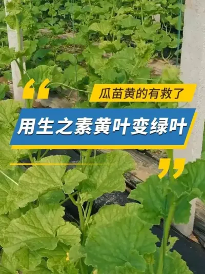 瓜苗黄的有救了，用生之素黄叶变绿叶 #雅苒国际 #农业种植 #肥料 #雅苒生之素