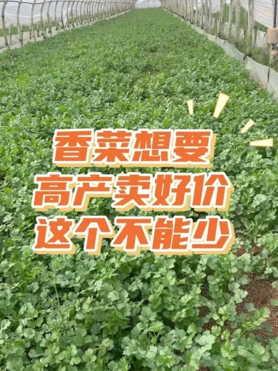 Ϊʲô��Ĳ����ǳ�Ƿ�������ϼ��� #��ũ #�߲� #΢������� #����һ��