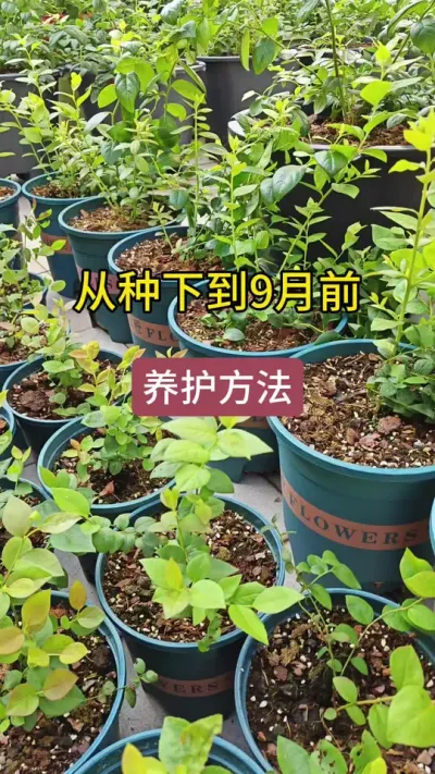 蓝莓的种植过程，蓝莓怎么养护，蓝莓的养护方法#蓝莓养护 #蓝莓种植 #蓝莓苗 #盆栽蓝莓 #蓝莓种植技术