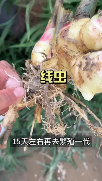 ���߳�������÷��ֺ��Σ�#��ũ������2025 #������ѧũ�� #�����ػ��� #��ݪֲ #�߳�