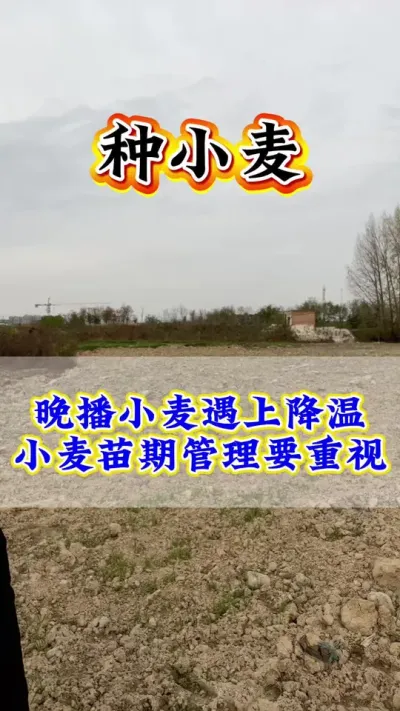 #С�� #С��ݪֲ #С����� #С��߲� #ũҵݪֲ