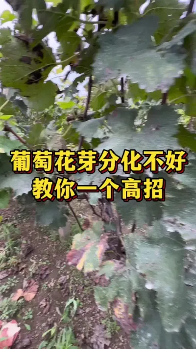 ���ѻ�ѿ�ֽ�Ƿ��������һ������#ũҵݪֲ #����ũ��Ʒ #��ũ