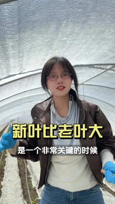 看新叶和老叶这里的差别，就知道长势好不好了&hellip;&hellip;#新农人计划2025 #抖音助农扶农 #大姜种植 #来抖音学农技 #乡村生活家