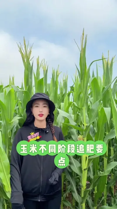 ����ɢ�ۺ���׷���� ���ܳԵķ������ܵ��¶�������һ���Ծ��ܼ�����#��ũ #������ũ #�߲����� #����917 #����ͷ�����ҵ���̨