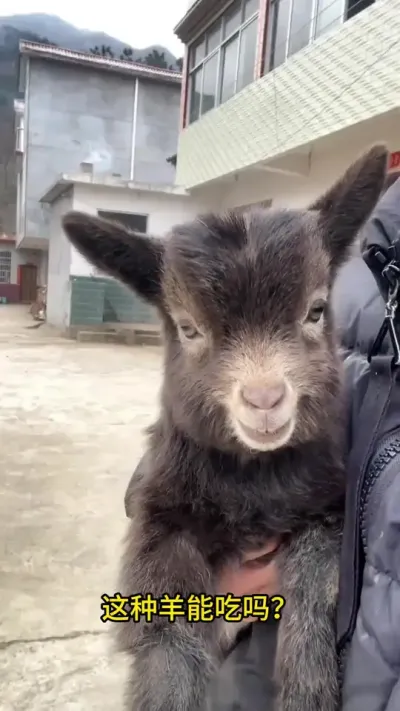 ������Ϥ15�ֲ��Ʒ�ֵ�ɽ������Ϥ����#�������� #ɽ�� #���� #������ #ë����