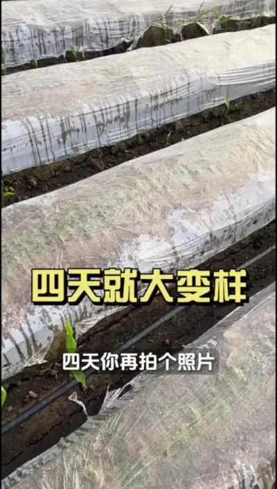 我说再多不如你们自己看看！#新农人计划2025 #抖音助农扶农 #大姜种植 #乡村生活家 #来抖音学农技