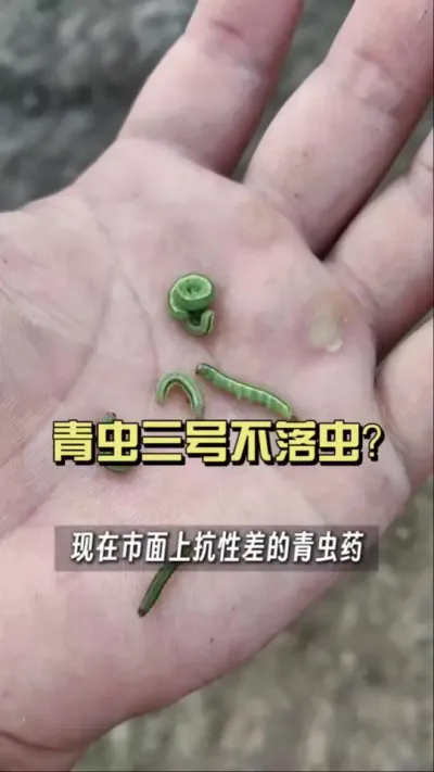 ������Ų�����������Ǵ����ע����һ��&hellip;&hellip;#��ũ������2025 #������ѧũ�� #��ݪֲ #�����ػ���