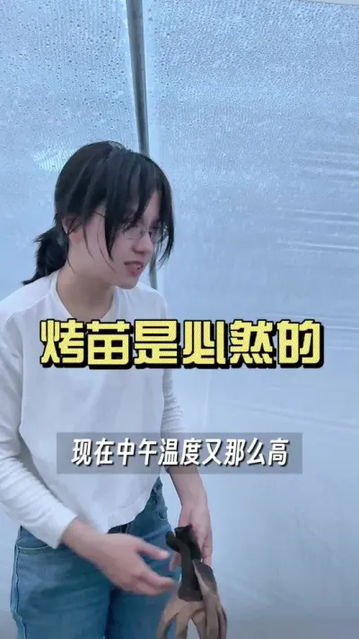 这样的姜烤苗是必然的！#新农人计划2025 #抖音助农扶农 #乡村生活家 #来抖音学农技 #大姜种植