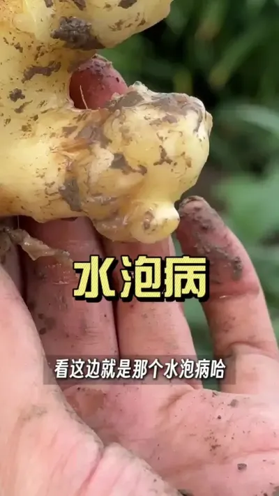 ��������潪�Ŀ������淺��������ξ�һ��Ҫע���ˣ�������һȾһ���ѣ�#��ũ������2025 #������ѧũ�� #�����ػ��� #��ݪֲ #�潪