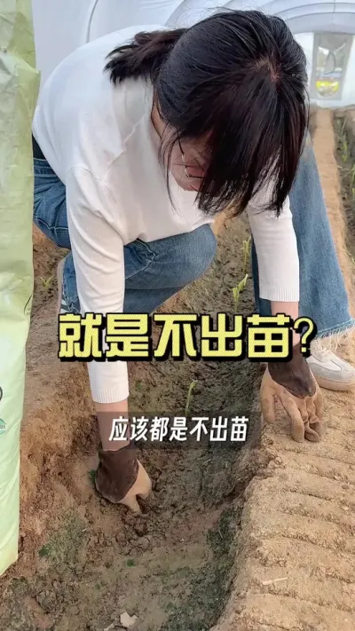 这姜种就是不出苗！#新农人计划2025 #抖音助农扶农 #大姜种植 #乡村生活家 #来抖音学农技