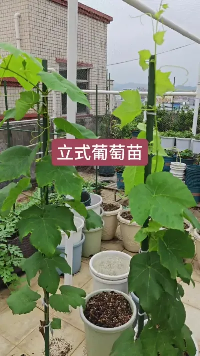 楼顶种葡萄苗，怎么种盆栽葡萄苗，葡萄苗的养护方法#葡萄种植 #阳台种植 #盆栽葡萄苗 #葡萄苗 #种葡萄