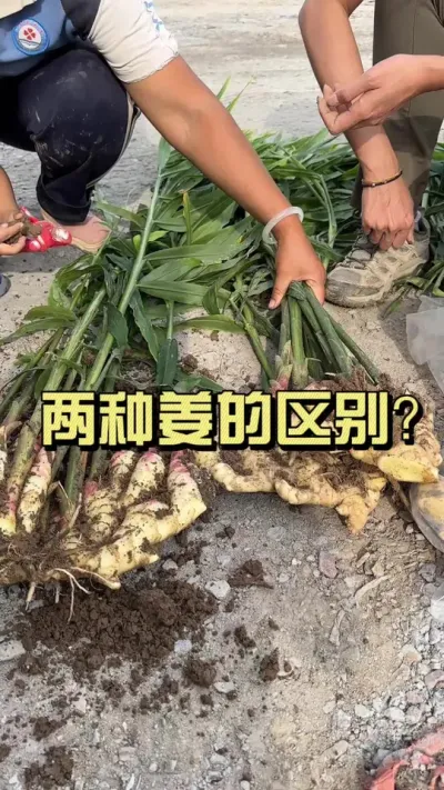 �����ֽ�Ҫ����ϴ��������Ϊ�ĸ�����#��ũ������2025 #������ѧũ�� #�����ػ��� #��ݪֲ