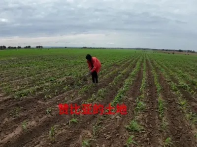 ���ޱ��ǻ�һ������Ԫ�����ǧ�����������������ؾ�����׬���� #���� #�ֵ� #ũҵݪֲ #ũҵ��е