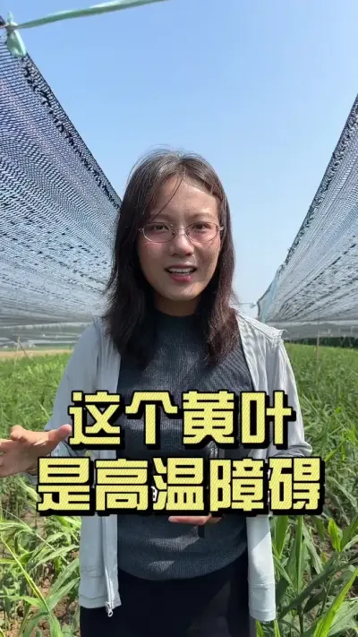 ��ҶƬ��Ƭ�ƻ������⿴������ǲ���Ҳ�����Ե��ԭ����#��ũ������2025 #������ѧũ�� #�����ػ��� #��ݪֲ #�ƻ�