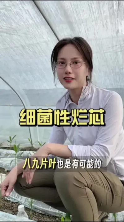 高温下频发的细菌性烂芯，究竟是怎么一回事？#新农人计划2025 #来抖音学农技 #乡村生活家 #生姜种植