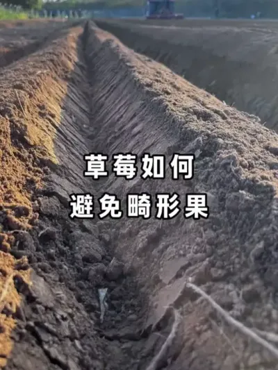 ��ݮ��һ����Ӿ������״��⡢�������ܴ�һ����Ե��ԭ�����÷ʲ��� #��ݮݪֲ #ũҵݪֲ #�������� #��ֳ�� #ݪֲ��