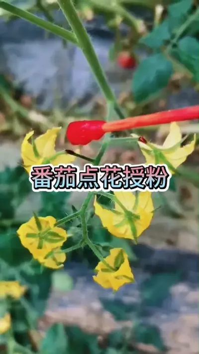 �������㻨������ݪֲ������ #�������㻨 #������ݪֲ #�㻨λ�� #������ #ũҵݪֲ