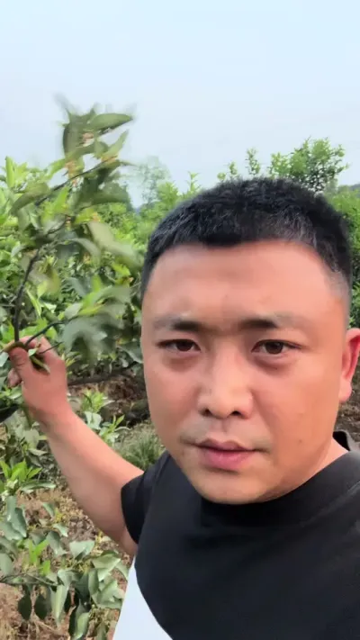 生理落果期到了#柑橘种植 #果农 #果树管理