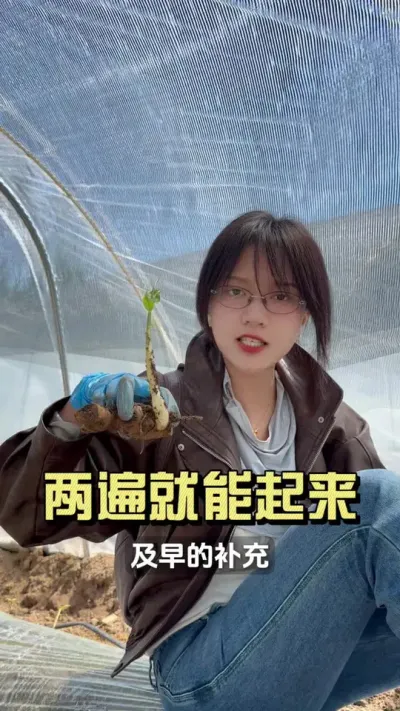 只长叶不长根，或者是只有水根没有毛细根，烤苗组合两遍解决问题  #新农人计划2025 #大姜种植 #我的农资之路