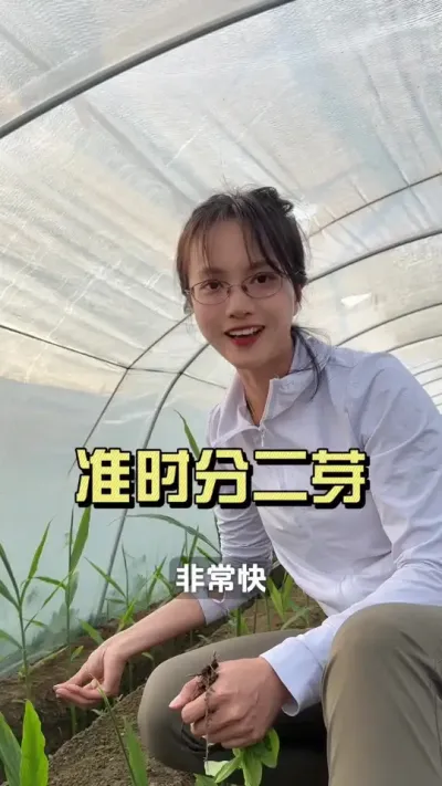 你的姜还没出二叉？#新农人计划2025  #来抖音学农技 #抖音助农扶农 #大姜种植 #乡村生活家