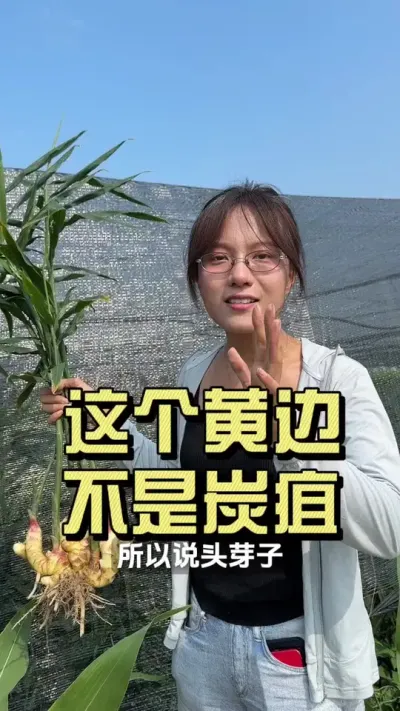 �����ҶƬ�ϵĻƱ���������̿�ң�#��ũ������2025 #������ѧũ�� #�����ػ��� #��ݪֲ #�󽪻�Ҷ