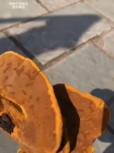 ����Щ����Ҫע���ˣ�#�׻�ľ #���� #��ʯ #����Ұ��ֲ��