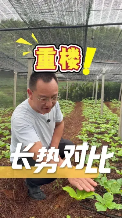 ʹ�������ǵļƻ��Գ�������¥������ûʹ�ù���һ������Ч���ͺ�������#��¥ݪֲ#ũҵ�����ƹ�#��ũ#��¥