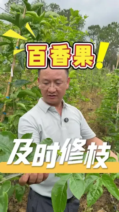 �԰����Ϊʲô�����᲻����������Ե��ԭ�ɾ���������������û��ʵʱ����֦�����Ӫ������͹Ҳ�������������һ��Ҫʵʱ��֦��Ҷ��#�����#ݪֲС����#ũҵ�����ƹ�#��֦��Ҷ