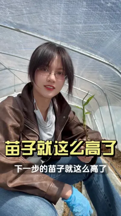 一出苗就展叶？千万不要忽视这个问题！#新农人计划2025 #抖音助农扶农 #大姜种植 #乡村生活家 #来抖音学农技
