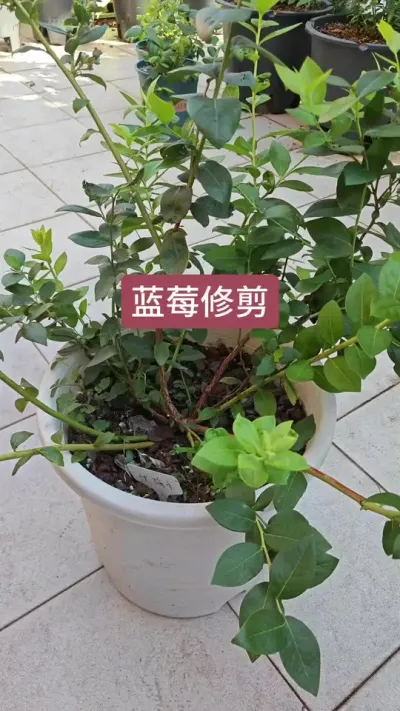蓝莓苗的修剪过程，蓝莓苗怎么修剪，蓝莓果后怎么修剪 #蓝莓修剪 #蓝莓种植 #蓝莓苗 #盆栽蓝莓 #盆栽蓝莓种植技术