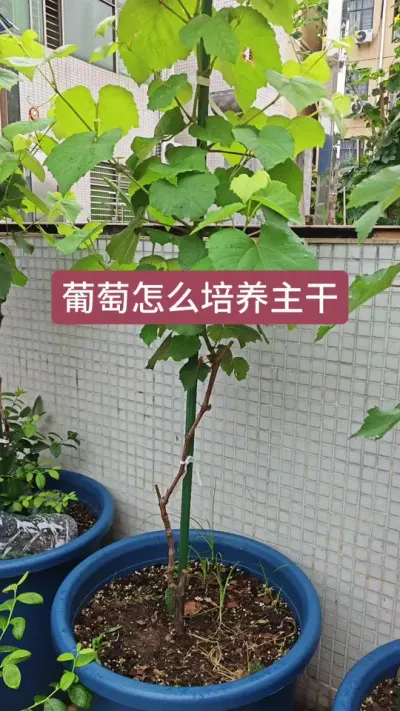 葡萄的种植方法，怎么来培养葡萄的主干，葡萄怎么修剪#葡萄修剪 #葡萄种植 #葡萄种植技术 #盆栽葡萄 #葡萄苗