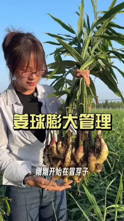 �ֽ׶εĴ󽪹��������������Ҫ����#��ũ������2025 #������ѧũ�� #�����ػ��� #��ݪֲ #���