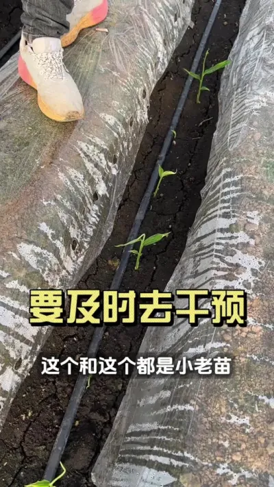 你地里苗子有喇叭口没？#新农人计划2025 #抖音助农扶农 #大姜种植 #乡村生活家 #来抖音学农技