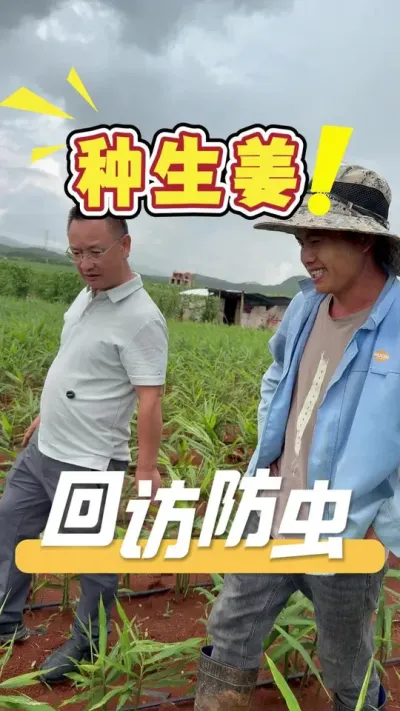 ����طÿͻ����������峤�ƶ��ܺ���ֻ����һ���ֱ���������ͻ��Ѿ����˳�ҩ��Ч��Ҳ�����ֳ�������#����#ũҵݪֲ#��ũ#��������